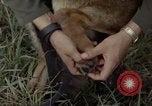 Standbild sentry Hund geprüft Tan Son Nhut Air Force Base Vietnam, 1965, aus Sekunde 20 historischem Filmmaterial Videoclip 65675028502