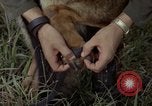 Standbild sentry Hund geprüft Tan Son Nhut Air Force Base Vietnam, 1965, aus Sekunde 21 historischem Filmmaterial Videoclip 65675028502