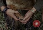 Standbild sentry Hund geprüft Tan Son Nhut Air Force Base Vietnam, 1965, aus Sekunde 24 historischem Filmmaterial Videoclip 65675028502