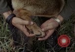 Standbild sentry Hund geprüft Tan Son Nhut Air Force Base Vietnam, 1965, aus Sekunde 25 historischem Filmmaterial Videoclip 65675028502