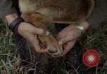 Standbild sentry Hund geprüft Tan Son Nhut Air Force Base Vietnam, 1965, aus Sekunde 26 historischem Filmmaterial Videoclip 65675028502