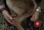 Standbild sentry Hund geprüft Tan Son Nhut Air Force Base Vietnam, 1965, aus Sekunde 27 historischem Filmmaterial Videoclip 65675028502