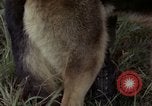 Standbild sentry Hund geprüft Tan Son Nhut Air Force Base Vietnam, 1965, aus Sekunde 28 historischem Filmmaterial Videoclip 65675028502
