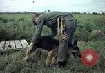 Standbild sentry Hund geprüft Tan Son Nhut Air Force Base Vietnam, 1965, aus Sekunde 29 historischem Filmmaterial Videoclip 65675028502