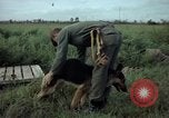 Standbild sentry Hund geprüft Tan Son Nhut Air Force Base Vietnam, 1965, aus Sekunde 30 historischem Filmmaterial Videoclip 65675028502