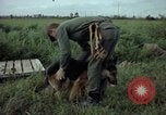 Standbild sentry Hund geprüft Tan Son Nhut Air Force Base Vietnam, 1965, aus Sekunde 31 historischem Filmmaterial Videoclip 65675028502