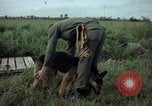 Standbild sentry Hund geprüft Tan Son Nhut Air Force Base Vietnam, 1965, aus Sekunde 33 historischem Filmmaterial Videoclip 65675028502