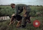 Standbild sentry Hund geprüft Tan Son Nhut Air Force Base Vietnam, 1965, aus Sekunde 36 historischem Filmmaterial Videoclip 65675028502