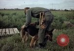 Standbild sentry Hund geprüft Tan Son Nhut Air Force Base Vietnam, 1965, aus Sekunde 38 historischem Filmmaterial Videoclip 65675028502