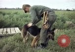 Standbild sentry Hund geprüft Tan Son Nhut Air Force Base Vietnam, 1965, aus Sekunde 39 historischem Filmmaterial Videoclip 65675028502