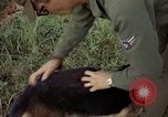 Standbild sentry Hund geprüft Tan Son Nhut Air Force Base Vietnam, 1965, aus Sekunde 40 historischem Filmmaterial Videoclip 65675028502