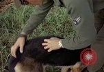 Standbild sentry Hund geprüft Tan Son Nhut Air Force Base Vietnam, 1965, aus Sekunde 41 historischem Filmmaterial Videoclip 65675028502
