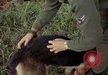 Standbild sentry Hund geprüft Tan Son Nhut Air Force Base Vietnam, 1965, aus Sekunde 42 historischem Filmmaterial Videoclip 65675028502