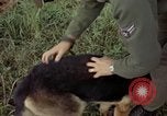 Standbild sentry Hund geprüft Tan Son Nhut Air Force Base Vietnam, 1965, aus Sekunde 43 historischem Filmmaterial Videoclip 65675028502
