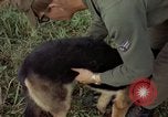 Standbild sentry Hund geprüft Tan Son Nhut Air Force Base Vietnam, 1965, aus Sekunde 44 historischem Filmmaterial Videoclip 65675028502