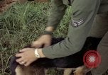 Standbild sentry Hund geprüft Tan Son Nhut Air Force Base Vietnam, 1965, aus Sekunde 45 historischem Filmmaterial Videoclip 65675028502