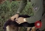 Standbild sentry Hund geprüft Tan Son Nhut Air Force Base Vietnam, 1965, aus Sekunde 46 historischem Filmmaterial Videoclip 65675028502