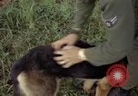 Standbild sentry Hund geprüft Tan Son Nhut Air Force Base Vietnam, 1965, aus Sekunde 47 historischem Filmmaterial Videoclip 65675028502