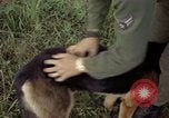 Standbild sentry Hund geprüft Tan Son Nhut Air Force Base Vietnam, 1965, aus Sekunde 48 historischem Filmmaterial Videoclip 65675028502