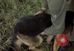 Standbild sentry Hund geprüft Tan Son Nhut Air Force Base Vietnam, 1965, aus Sekunde 49 historischem Filmmaterial Videoclip 65675028502