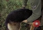 Standbild sentry Hund geprüft Tan Son Nhut Air Force Base Vietnam, 1965, aus Sekunde 50 historischem Filmmaterial Videoclip 65675028502