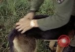Standbild sentry Hund geprüft Tan Son Nhut Air Force Base Vietnam, 1965, aus Sekunde 51 historischem Filmmaterial Videoclip 65675028502