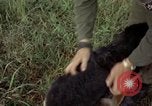 Standbild sentry Hund geprüft Tan Son Nhut Air Force Base Vietnam, 1965, aus Sekunde 53 historischem Filmmaterial Videoclip 65675028502