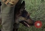 Standbild sentry Hund geprüft Tan Son Nhut Air Force Base Vietnam, 1965, aus Sekunde 54 historischem Filmmaterial Videoclip 65675028502