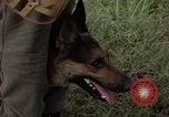 Standbild sentry Hund geprüft Tan Son Nhut Air Force Base Vietnam, 1965, aus Sekunde 55 historischem Filmmaterial Videoclip 65675028502