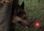Standbild sentry Hund geprüft Tan Son Nhut Air Force Base Vietnam, 1965, aus Sekunde 56 historischem Filmmaterial Videoclip 65675028502