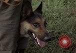 Standbild sentry Hund geprüft Tan Son Nhut Air Force Base Vietnam, 1965, aus Sekunde 57 historischem Filmmaterial Videoclip 65675028502