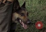 Standbild sentry Hund geprüft Tan Son Nhut Air Force Base Vietnam, 1965, aus Sekunde 58 historischem Filmmaterial Videoclip 65675028502
