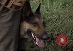 Standbild sentry Hund geprüft Tan Son Nhut Air Force Base Vietnam, 1965, aus Sekunde 60 historischem Filmmaterial Videoclip 65675028502