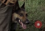 Standbild sentry Hund geprüft Tan Son Nhut Air Force Base Vietnam, 1965, aus Sekunde 61 historischem Filmmaterial Videoclip 65675028502