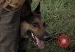 Standbild sentry Hund geprüft Tan Son Nhut Air Force Base Vietnam, 1965, aus Sekunde 62 historischem Filmmaterial Videoclip 65675028502