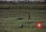 Immagine di Sentry cane attaccando Tan Son Nhut Air Force Base Vietnam, 1965, secondo 34 filmato di repertorio 65675028503