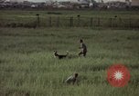 Immagine di Sentry cane attaccando Tan Son Nhut Air Force Base Vietnam, 1965, secondo 35 filmato di repertorio 65675028503