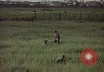 Immagine di Sentry cane attaccando Tan Son Nhut Air Force Base Vietnam, 1965, secondo 36 filmato di repertorio 65675028503