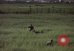 Immagine di Sentry cane attaccando Tan Son Nhut Air Force Base Vietnam, 1965, secondo 39 filmato di repertorio 65675028503