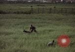 Immagine di Sentry cane attaccando Tan Son Nhut Air Force Base Vietnam, 1965, secondo 40 filmato di repertorio 65675028503