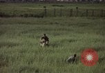 Immagine di Sentry cane attaccando Tan Son Nhut Air Force Base Vietnam, 1965, secondo 41 filmato di repertorio 65675028503