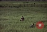 Immagine di Sentry cane attaccando Tan Son Nhut Air Force Base Vietnam, 1965, secondo 43 filmato di repertorio 65675028503