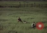 Immagine di Sentry cane attaccando Tan Son Nhut Air Force Base Vietnam, 1965, secondo 44 filmato di repertorio 65675028503