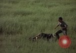 Immagine di Sentry cane attaccando Tan Son Nhut Air Force Base Vietnam, 1965, secondo 48 filmato di repertorio 65675028503