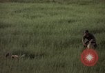 Immagine di Sentry cane attaccando Tan Son Nhut Air Force Base Vietnam, 1965, secondo 56 filmato di repertorio 65675028503
