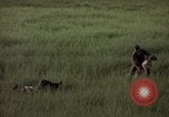Immagine di Sentry cane attaccando Tan Son Nhut Air Force Base Vietnam, 1965, secondo 57 filmato di repertorio 65675028503