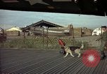 Image of sentry dogs Tan Son Nhut Air Force Base Vietnam, 1965, second 5 stock footage video 65675028504