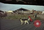 Image of sentry dogs Tan Son Nhut Air Force Base Vietnam, 1965, second 7 stock footage video 65675028504