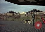 Image of sentry dogs Tan Son Nhut Air Force Base Vietnam, 1965, second 10 stock footage video 65675028504