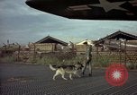 Image of sentry dogs Tan Son Nhut Air Force Base Vietnam, 1965, second 13 stock footage video 65675028504